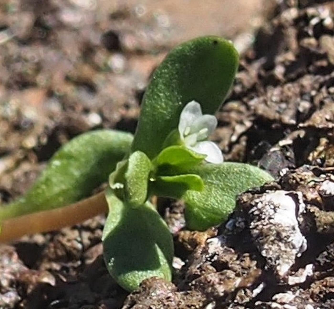 Blinks flower